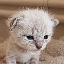 Collectif Sauvetage Chatons