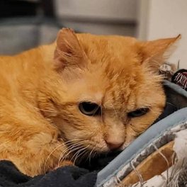 Senior Rescue Collective